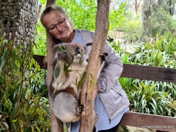 Gorge Wildlife Park. Koala (Phascolarctos cinereus)
