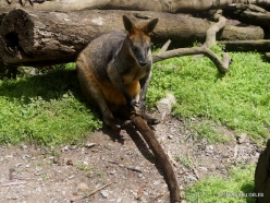 Gorge Wildlife Park. Swamp wallaby (Wallabia bicolor) (6)