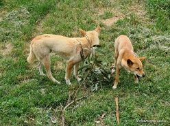 Urimbirra Wildlife Park. Dingo (Canis familiaris dingo)