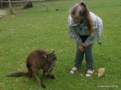 Urimbirra Wildlife Park. Kangaroo Island Kangaroo (Macropus fuliginosus fuliginosus)