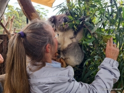Urimbirra Wildlife Park. Koala (Phascolarctos cinereus) (2)