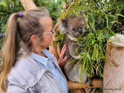 Urimbirra Wildlife Park. Koala (Phascolarctos cinereus) (3)