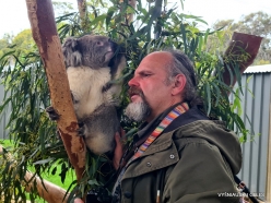 Urimbirra Wildlife Park. Koala (Phascolarctos cinereus) (4)