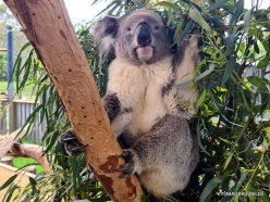 Urimbirra Wildlife Park. Koala (Phascolarctos cinereus) (5)