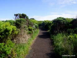 Great Ocean Road. Wild coastal plants (2)