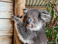 Maru Wildlife Park. Koala (Phascolarctos cinereus) (7)