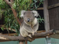 Maru Wildlife Park. Koala (Phascolarctos cinereus) (8)