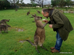 Maru Wildlife Park. Western grey kangaroo (Macropus fuliginosus) (3)