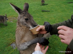 Maru Wildlife Park. Western grey kangaroo (Macropus fuliginosus) (5)