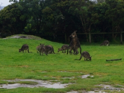 Maru Wildlife Park. Western grey kangaroo (Macropus fuliginosus) (7)