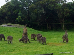 Maru Wildlife Park. Western grey kangaroo (Macropus fuliginosus)