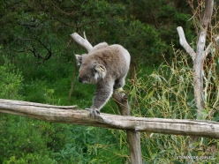Phillip Island. Koala Conservation Reserve. Koala (Phascolarctos cinereus) (4)