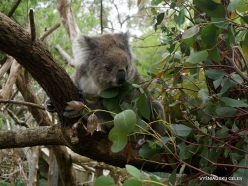 Phillip Island. Koala Conservation Reserve. Koala (Phascolarctos cinereus) (7)
