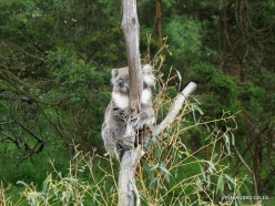 Phillip Island. Koala Conservation Reserve. Koala (Phascolarctos cinereus) (8)