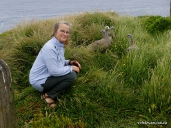 Phillip Island. Summerland Peninsula. Cape Barren goose (Cereopsis novaehollandiae) (5)