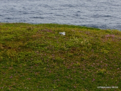 Phillip Island. Summerland Peninsula. Silver gull (Chroicocephalus novaehollandiae)