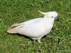 Port Campbell. Sulphur-crested cockatoo (Cacatua galerita) (3)