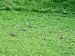 Port Campbell. Wild rabbits (Oryctolagus cuniculus) (3)