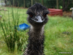 z Maru Wildlife Park. Emu (Dromaius novaehollandiae)