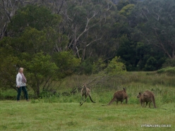 Grampians National Park. Western grey kangaroo (Macropus fuliginosus) (10)