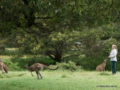 Grampians National Park. Western grey kangaroo (Macropus fuliginosus) (11)