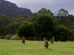 Grampians National Park. Western grey kangaroo (Macropus fuliginosus) (12)