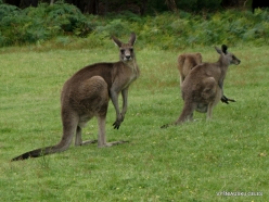 Grampians National Park. Western grey kangaroo (Macropus fuliginosus) (13)
