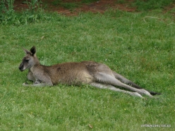 Grampians National Park. Western grey kangaroo (Macropus fuliginosus) (14)