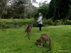 Grampians National Park. Western grey kangaroo (Macropus fuliginosus) (15)