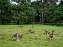 Grampians National Park. Western grey kangaroo (Macropus fuliginosus) (6)