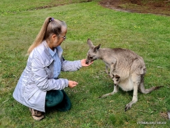 Grampians National Park. Western grey kangaroo (Macropus fuliginosus) (8)