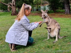 Grampians National Park. Western grey kangaroo (Macropus fuliginosus) (9)