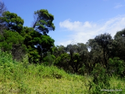 Tower Hill Wildlife Reserve (6)