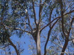 Tower Hill Wildlife Reserve. Koala (Phascolarctos cinereus) (2)