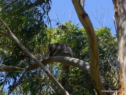 Tower Hill Wildlife Reserve. Koala (Phascolarctos cinereus)