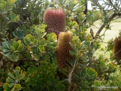 Woolsthorpe. Banksia sp. (2)