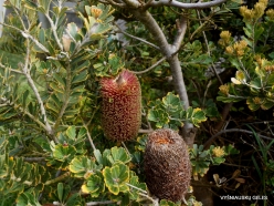 Woolsthorpe. Banksia sp. (3)