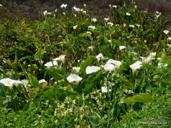 Woolsthorpe. Calla Lily (Zantedeschia aethiopica)