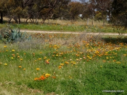 Dimboola. Invasive plant Gazania rigens (3)