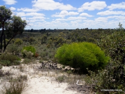 Little Desert National Park. Native plants (20)