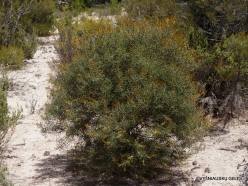 Little Desert National Park. Native plants (24)