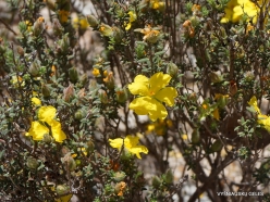 Little Desert National Park. Native plants (7)