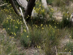 Little Desert National Park. Native plants (9)