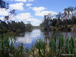 Murray river (4)
