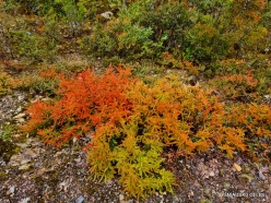 Cradle Mountain spring colors (4)