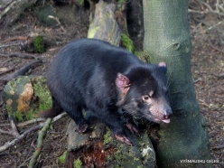 Cradle Tasmanian devil sanctuary. Tasmanian devils (Sarcophilus harrisii) (10)