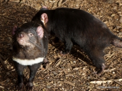 Cradle Tasmanian devil sanctuary. Tasmanian devils (Sarcophilus harrisii) (12)