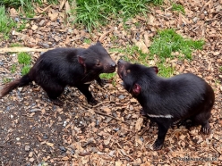 Cradle Tasmanian devil sanctuary. Tasmanian devils (Sarcophilus harrisii) (2)