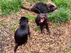 Cradle Tasmanian devil sanctuary. Tasmanian devils (Sarcophilus harrisii) (3)