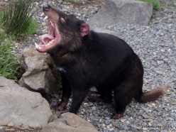 Cradle Tasmanian devil sanctuary. Tasmanian devils (Sarcophilus harrisii) (5)